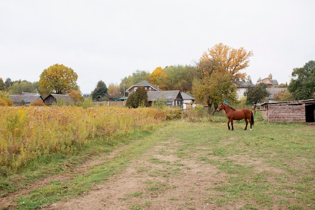 Free photo close up on farmer with beautiful horse