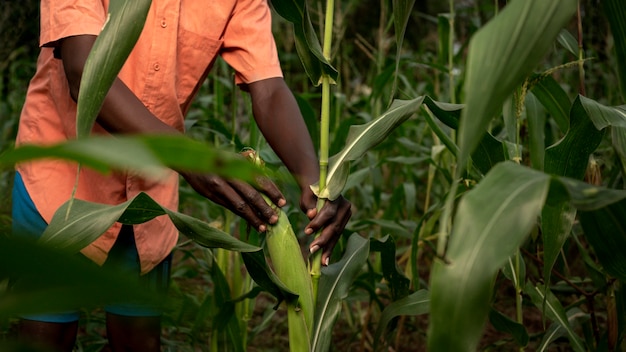 Close up farmer working in cornfield