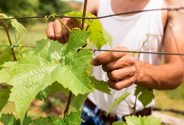 Free photo close-up farmer working at grapevine