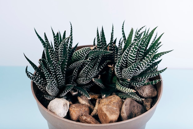 Close-up of fasciated haworthia potted plants on blue table