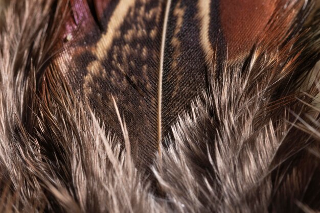 Close-up feathers organic background