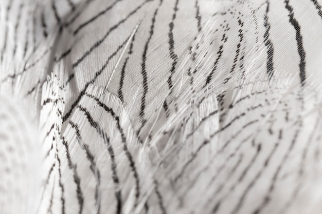 Free photo close-up feathers with black lines