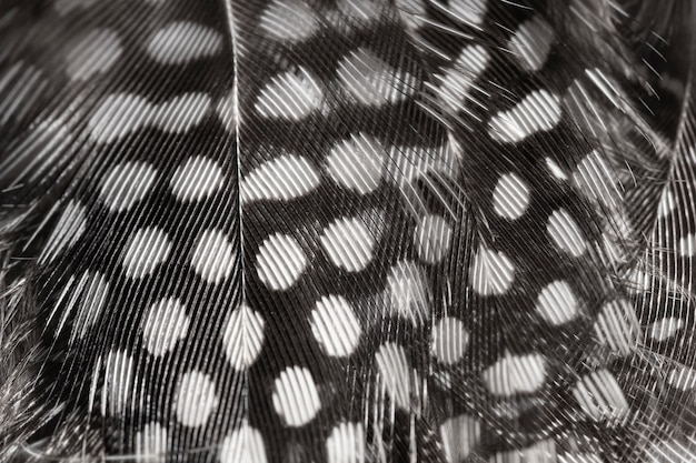Free photo close-up feathers with dots