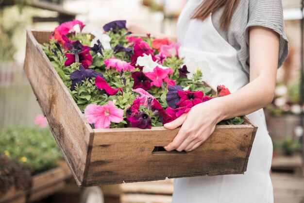 Close-up of a female florist holding big wooden box with colorful petunias flowering plants