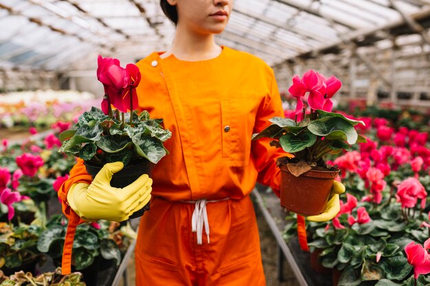 温室に2つのピンクの花の鉢を持っている女性の庭師のクローズアップ