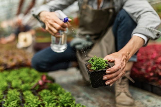 植物の世話をし、植物の苗床でスプレーボトルでそれらに水をまく女性の庭師のクローズアップ