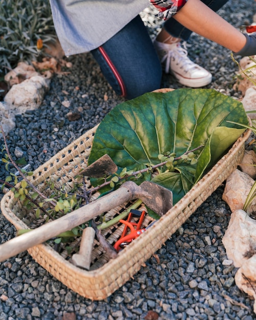 収穫された小枝とバスケットの葉を持つ園芸工具を持つ女性庭師のクローズアップ