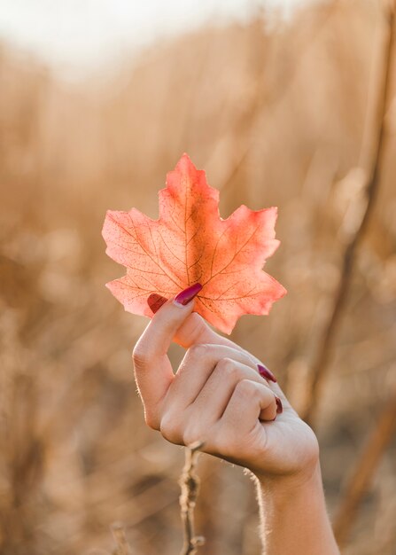 屋外で秋のカエデの葉を持っている女性の手のクローズアップ