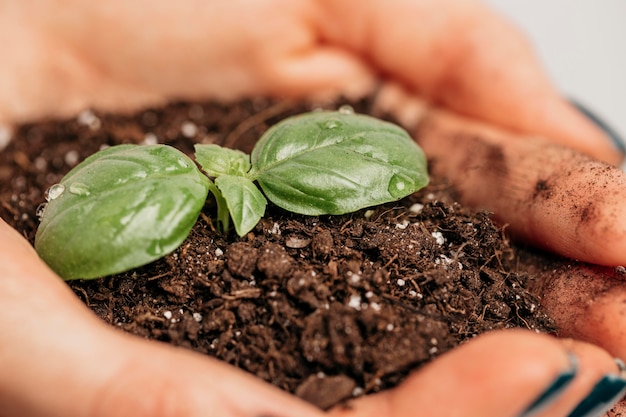 Free photo close-up of female hands holding soil and little plant