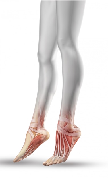 Free photo close up of female legs with partial muscle map