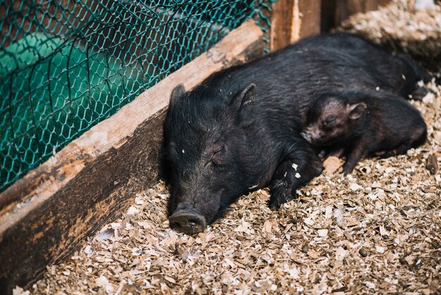 Close-up of a female pig sleeping with piglets in the farm