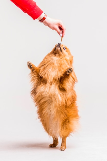 Close-up of a female's hand feeding food to spitz standing on its hind legs