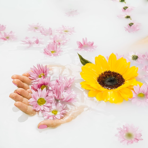 液体、背景、黄色とピンクの花を保持する女性の手のクローズアップ