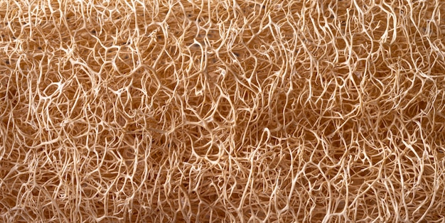 Close-up of fibers