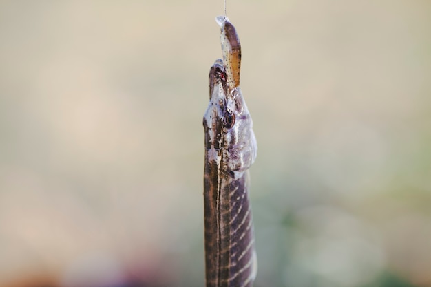 Close-up of fish on blur background