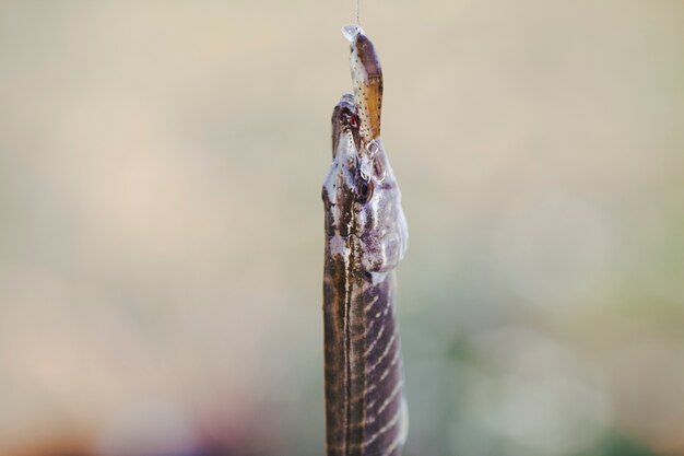 Close-up of fish on blur background