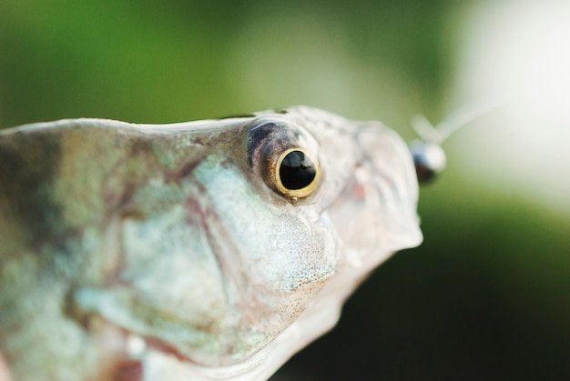 Free photo close-up of a fish eye