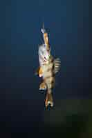 Free photo close-up of fish hanging on fish lure against blue background