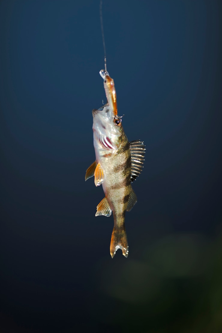 Free Photo close-up of fish hanging on fish lure against blue background