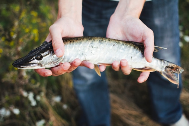 Primo piano della mano di un pescatore che tiene pesce fresco