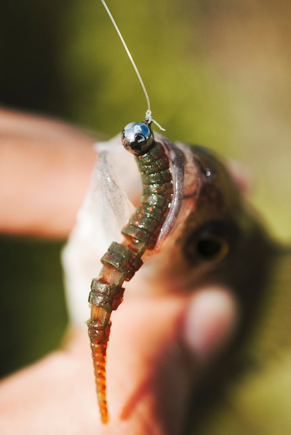 Close-up of fishing bait in the fish mouth