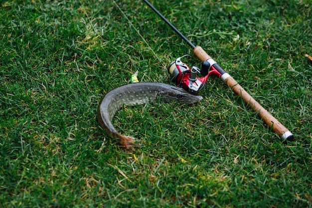 緑の草の上に釣り通りと新しく釣られた魚のクローズアップ