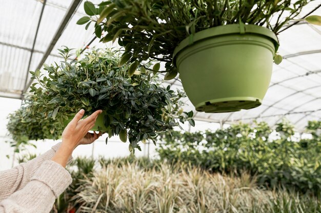 Close-up florist arranging flowerpots