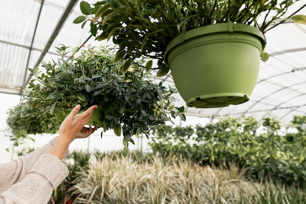 植木鉢を配置するクローズアップの花屋