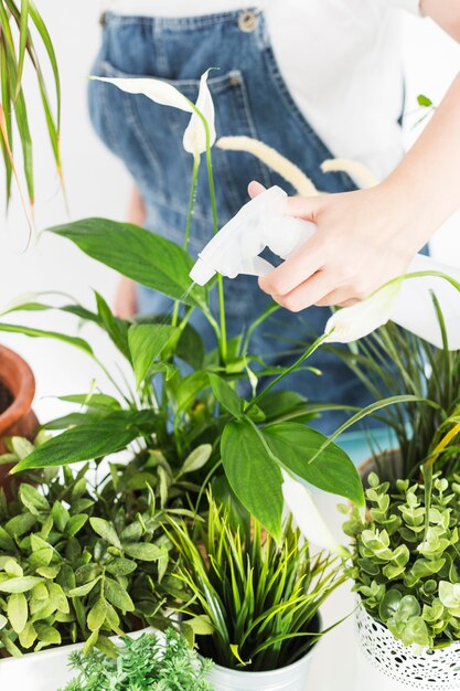 スプレーボトルで鉢植えの植物に水を噴霧する花屋の手のクローズアップ