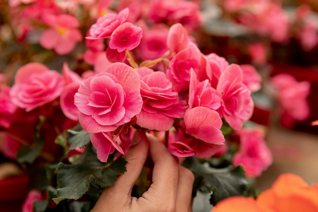 Крупный план флорист с розовыми цветами