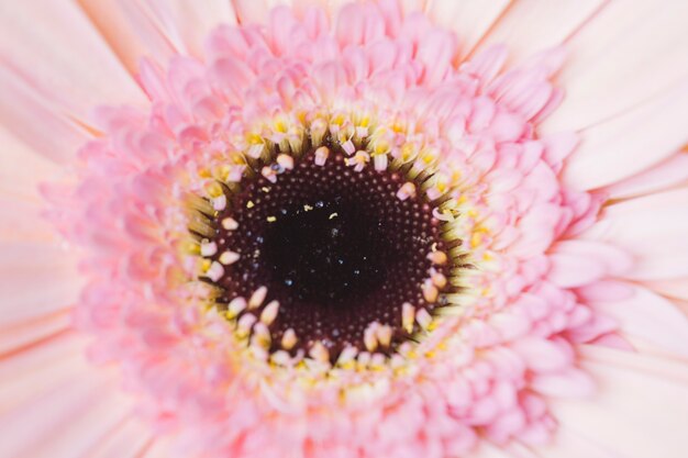 Close-up flower center