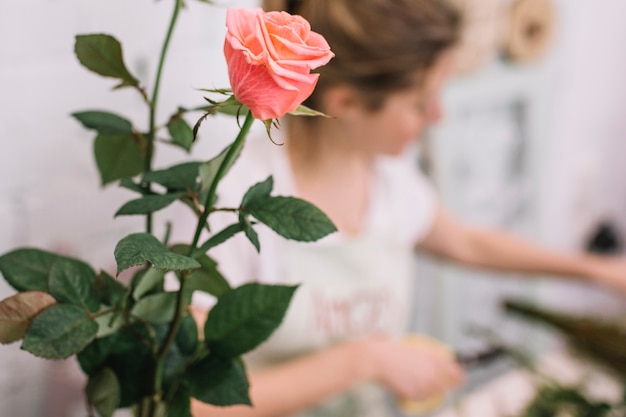 Foto gratuita primo piano del fiore nel negozio di fiorista