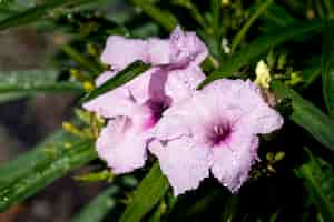 Free photo close up of flower in the garden