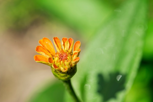 花の庭のクローズアップ