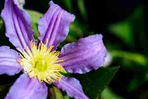 Foto gratuita chiuda in su del fiore nel giardino