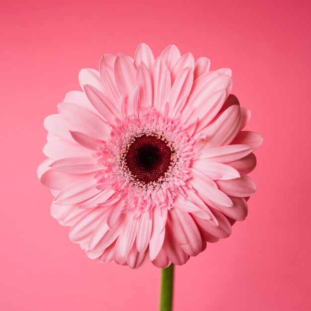 Close-up flower on pink