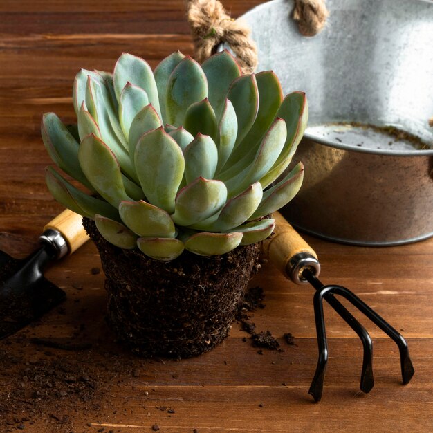 Close-up flower pot and tools