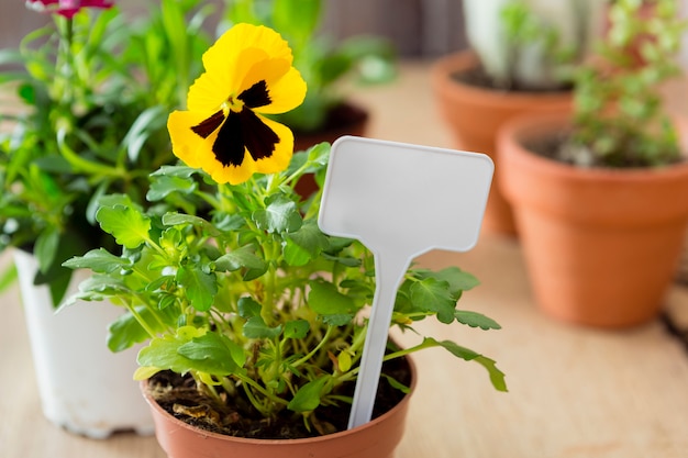 Close -up flower in pot with cardboard mock-up