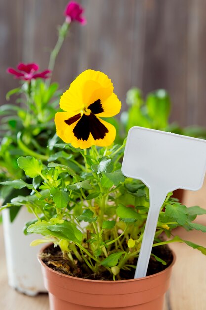 Close -up flower in pot