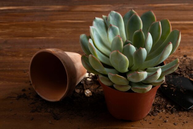 Close-up flower pot