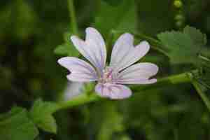 Foto gratuita primo piano del fiore con petali viola