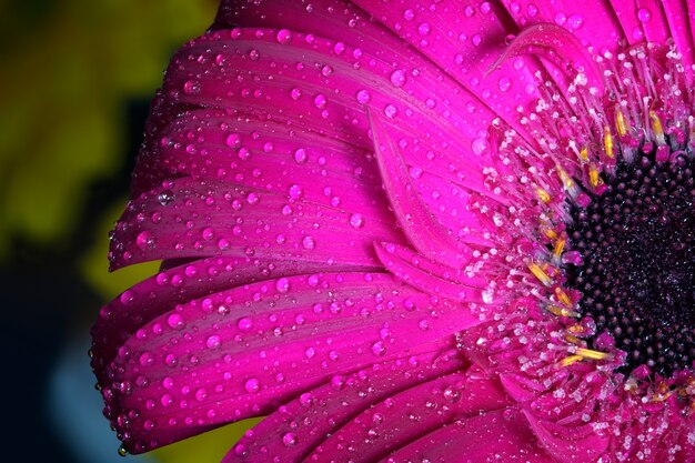 水滴と花のクローズアップ