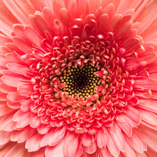 Close-up of flower