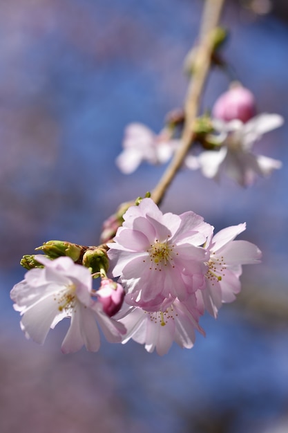 開花枝のクローズアップ