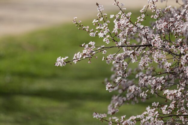 開花枝のクローズアップ