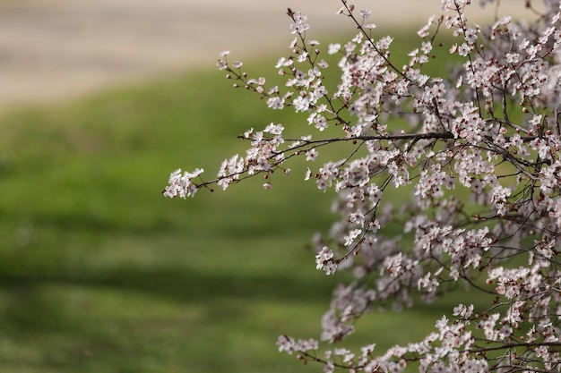 開花枝のクローズアップ