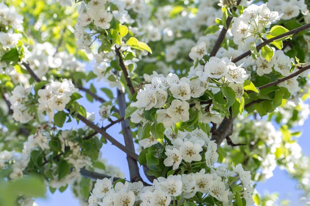 Close-up of flowers on a blooming apple tree