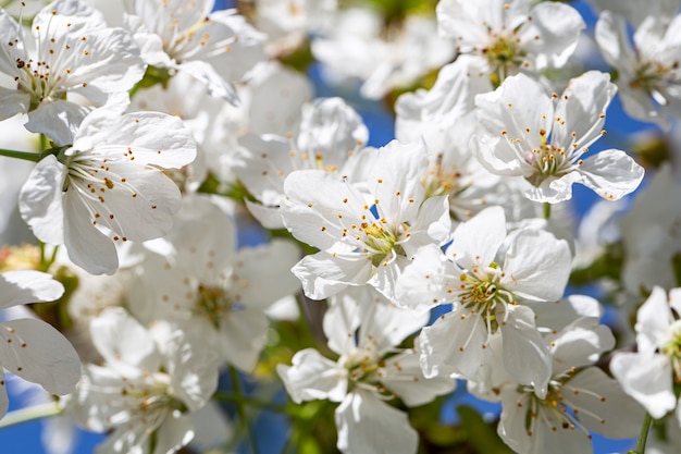 Close-up of flowers on a blooming apple tree