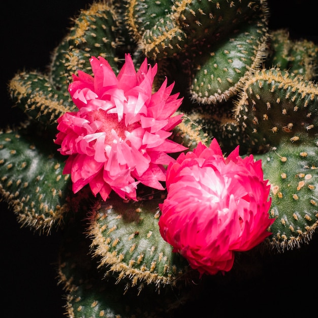 Free photo close-up flowers on cactus