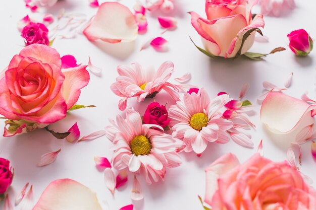 Close-up flowers and petals